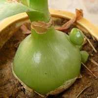 Ornithogalum caudatum