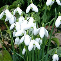 Galanthus nivalis