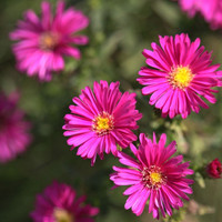 New York Aster