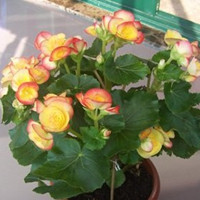 Rieger Begonia