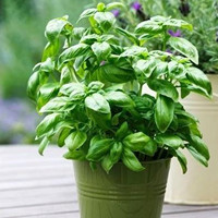 sweet basil