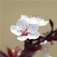 Prunus japonica