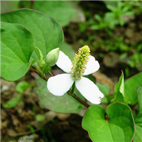 Houttuynia cordata