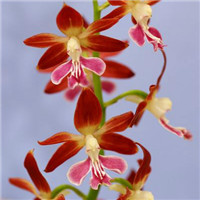 Calanthe