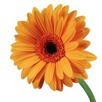 Barberton daisy