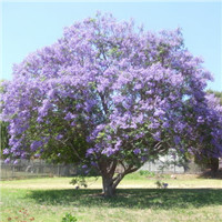 Jacaranda mimosifolia