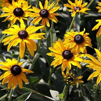 Rudbeckia hirta