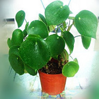 Lotus leaf Capsicum