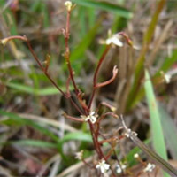 stylidium 