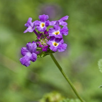 Perfume grass