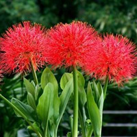 blood lily