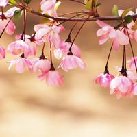 Begonia flower