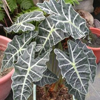 Alocasia xamazonica 