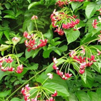 Chinese honeysuckle