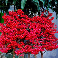 Ardisia crenata