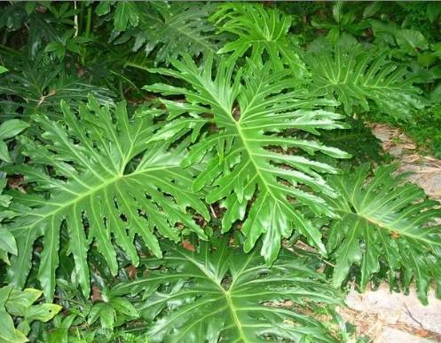 Philodendron selloum