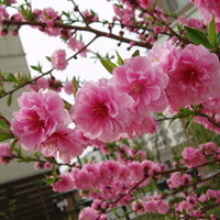 flowering peach