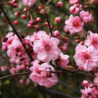 Prunus mume Meiren