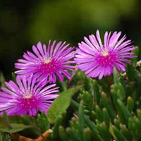 Pine leaf Chrysanthemum