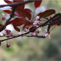 cherry plum