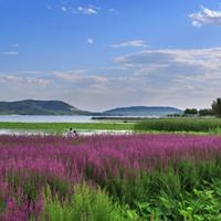 Purple loosestrife