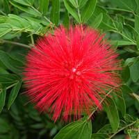 Cinnabar flower