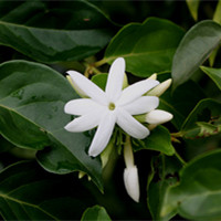 Jasmine