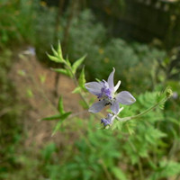 Huanliang grass