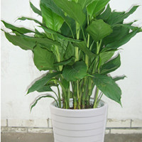 Guangdong Rohdea japonica
