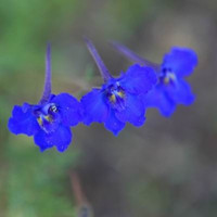 larkspur