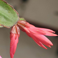 False Epiphyllum