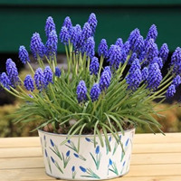 Muscari