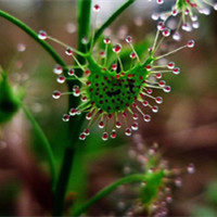 Drosera