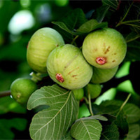 Fig