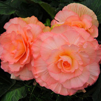 Begonia tuberous 