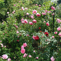 Fujimoto rose