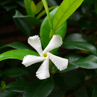 Confederate-Jasmine