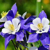 Columbine