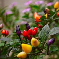 Colorful pepper