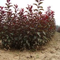 Purple leaf dwarf cherry