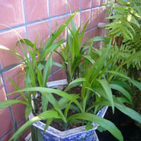 Guanyin grass