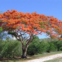 Fireworks tree