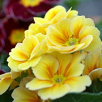 Primrose