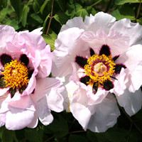 Purple spot Peony