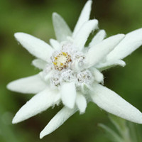 Edelweiss