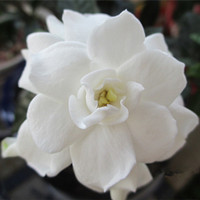 Lobular Gardenia