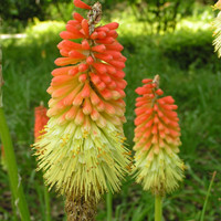 Kniphofia 