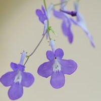 Streptocarpus 