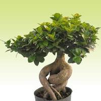 Ficus microcarpa