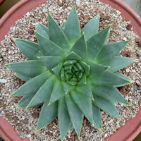 Aloe polyphylla 